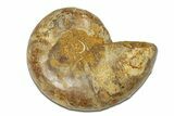 Jurassic Cut & Polished Ammonite Fossil (Half) - Madagascar #289326-1